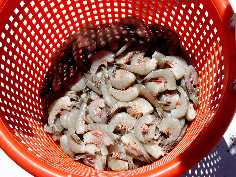 Smith & Sons Seafood American Shrimp Processors' Association